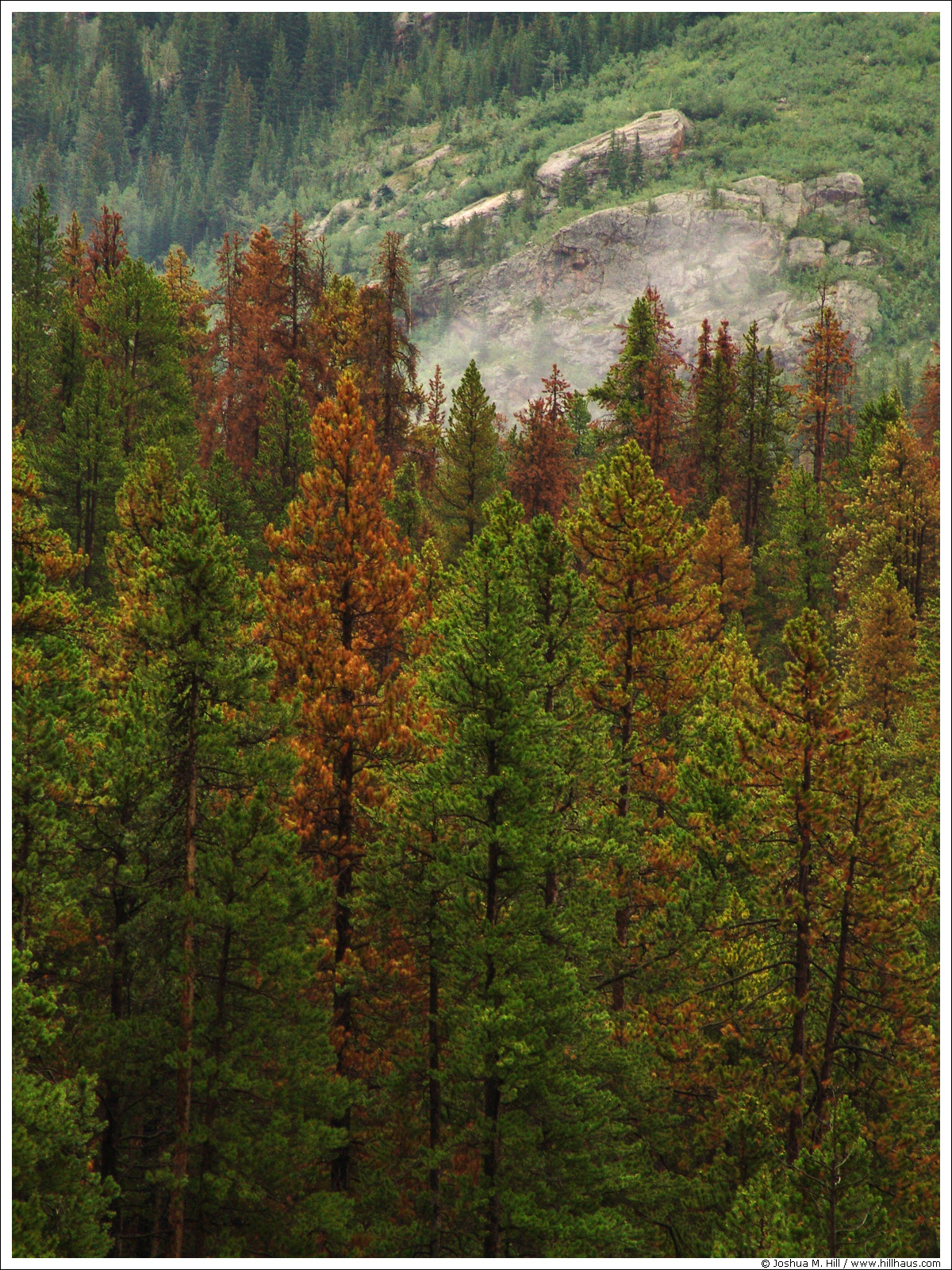 These lodgepole pines are