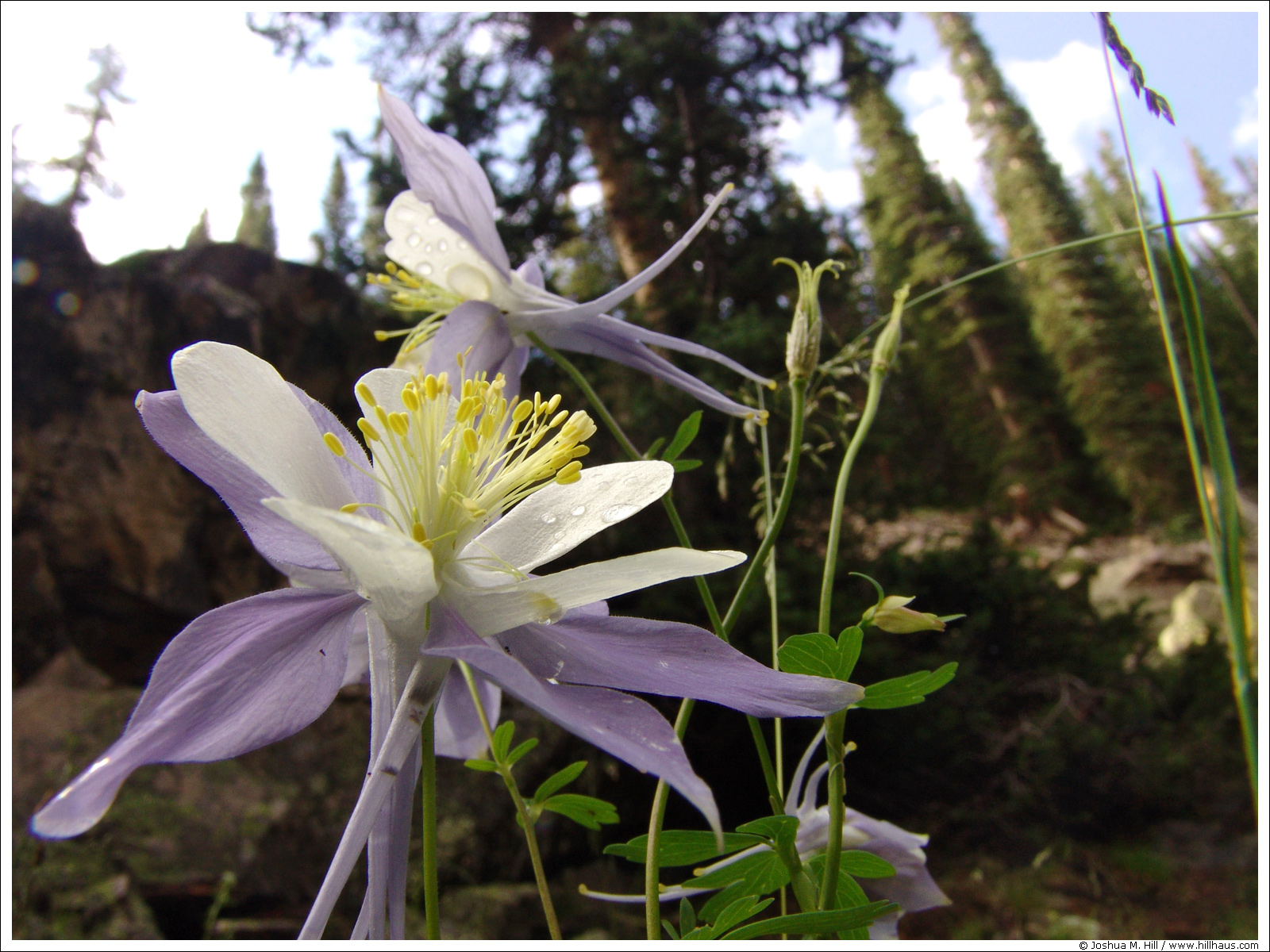 columbines