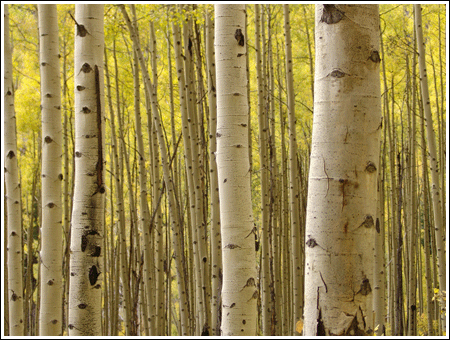 Aspen fall colors near Aspen, Colorado