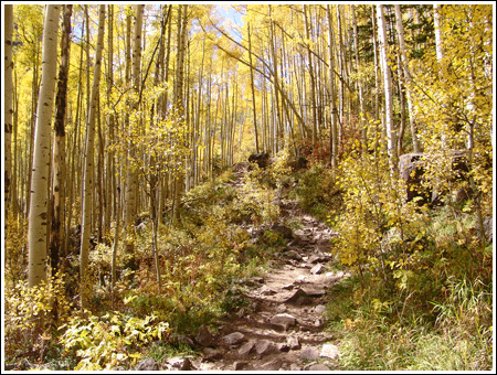Aspen fall colors near Aspen, Colorado